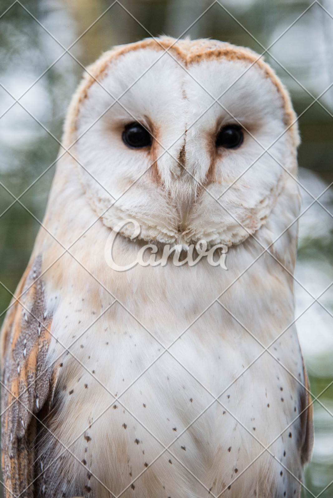 Close Up Of The Face Of A Barn Owl Photos By Canva