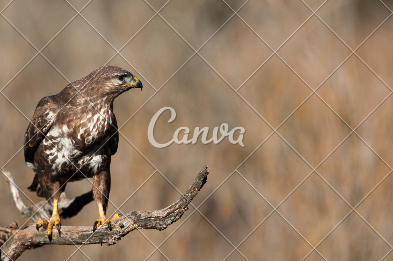 Common Buzzard Buteo Buteo Photos By Canva