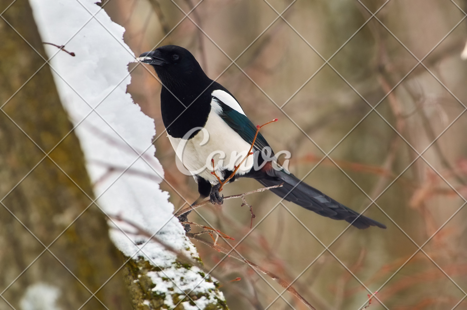 Eurasian Magpie Pica Pica Flew To The Bird Feeder And Eats Snow