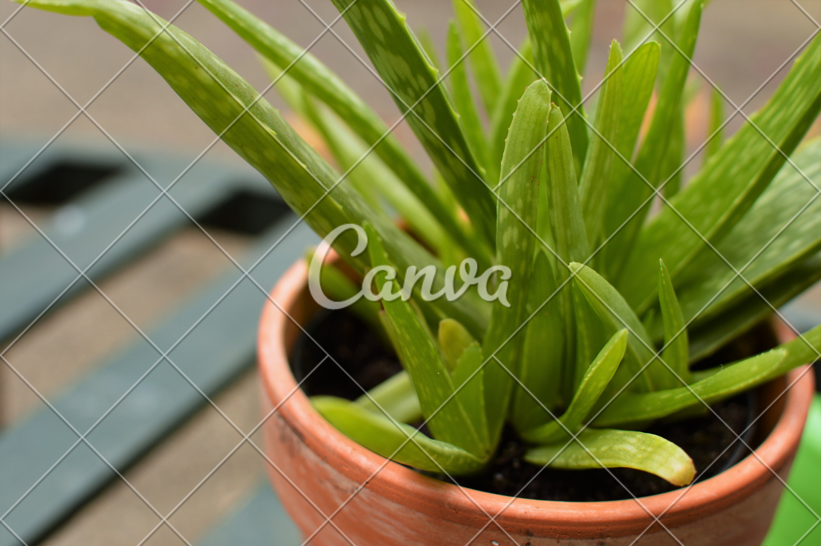 Natural Aloe Vera Leaves Succulent Plant Healthy Photos By Canva