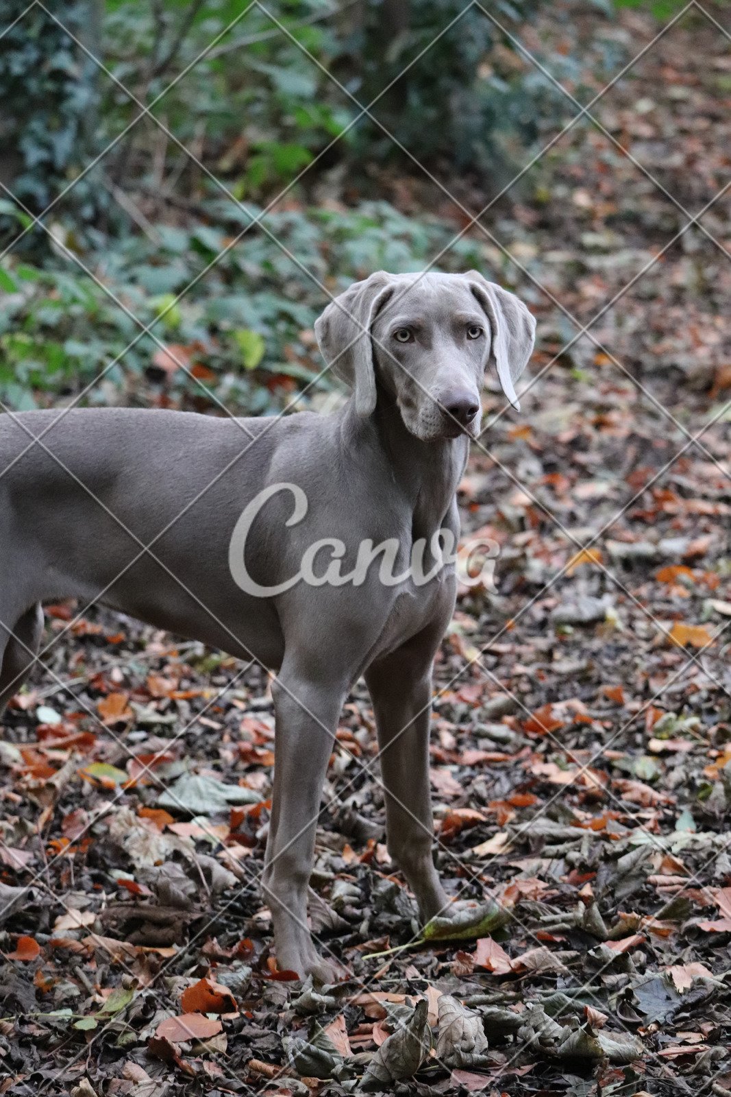 Weimaraner Grey Coat Pedigree Dog Photos By Canva