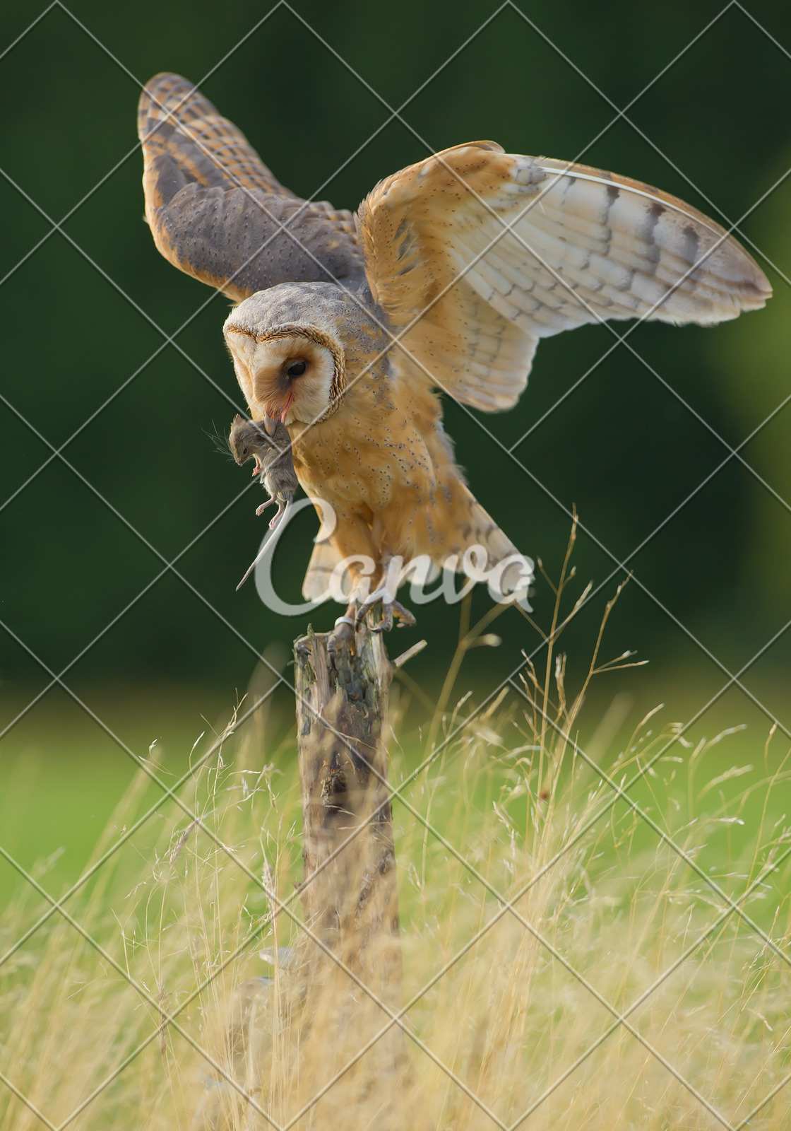 Barn Owl With Open Wings And Mouse Prey Photos By Canva