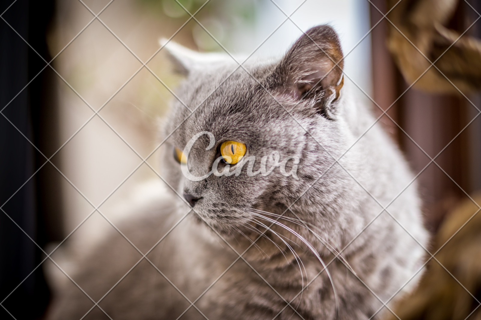 British Shorthair Cat With Blue And Grey Fur Photos By Canva