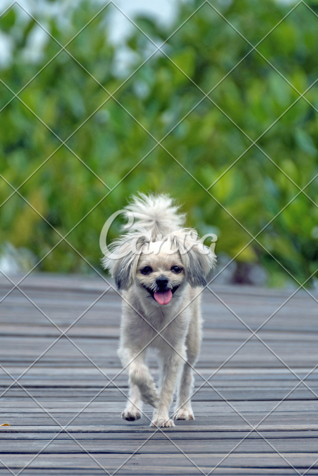 77+ Full Grown Shih Tzu Pomeranian Dog l2sanpiero