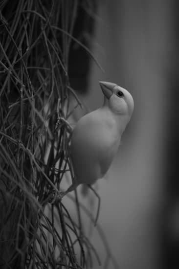 Oiseau Blanc Avec Un Bec Rouge Perché Sur Une Herbe En