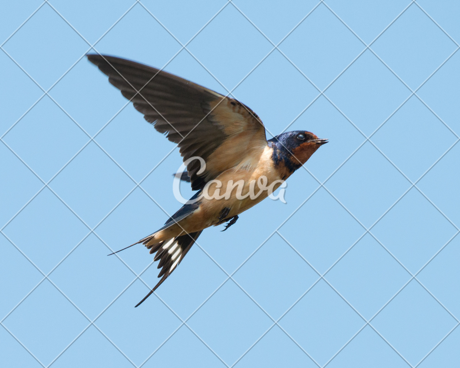 A Barn Swallow In Flight In The Sky Photos By Canva