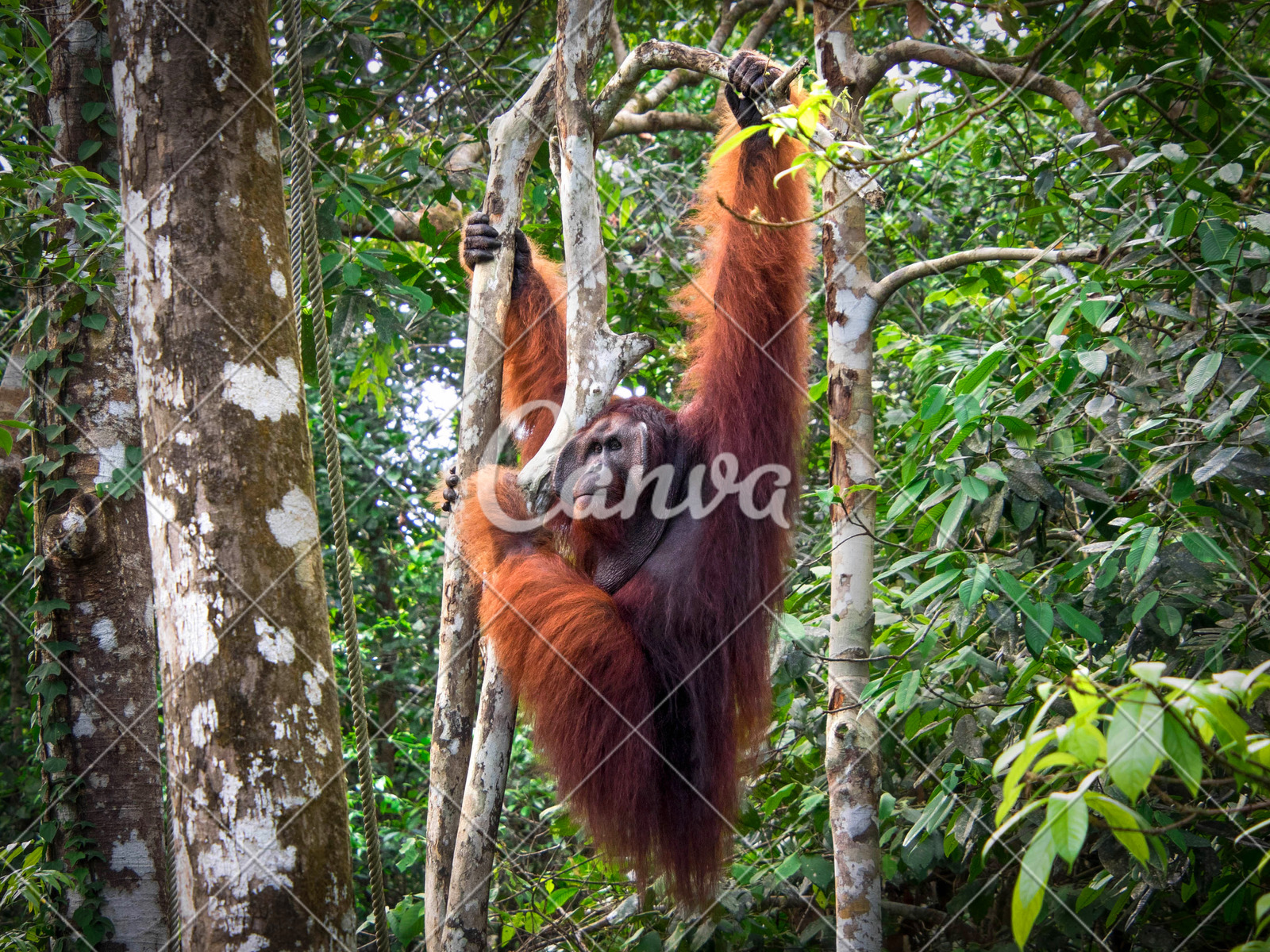 Alpha Male Borneo Orangutan At The Semenggoh Nature Reserve