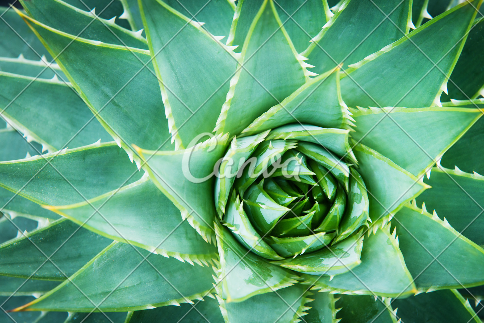 Wild Aloe Vera Photos By Canva