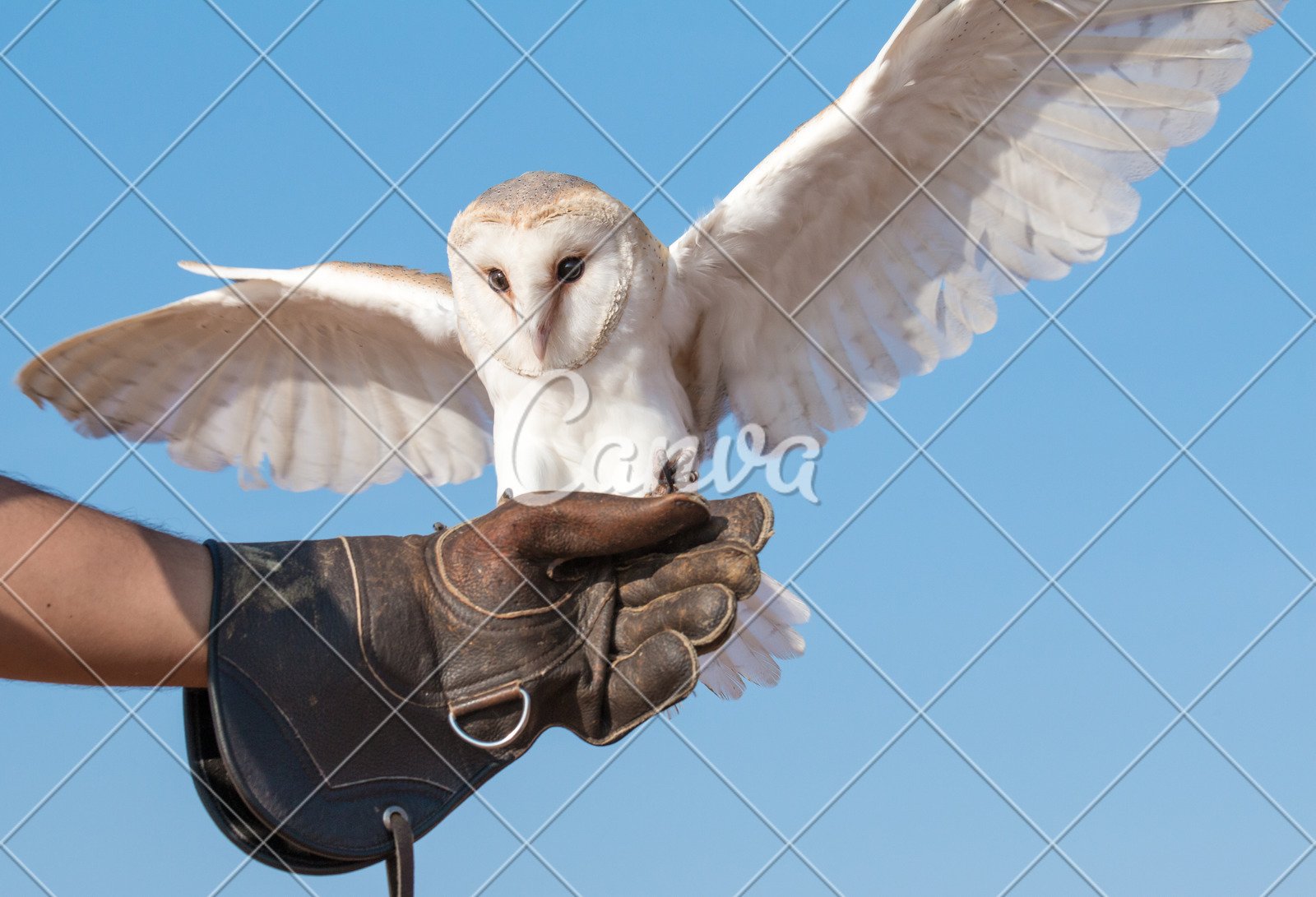 Portrait Of A Young Female Barn Owl During A Falconry Training