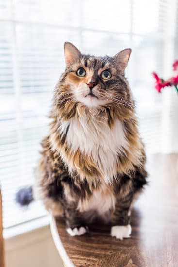 calico maine coon