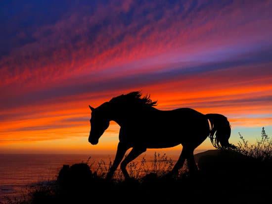 canva-horse-silhouette-sunset-MADasszsnAw.jpg