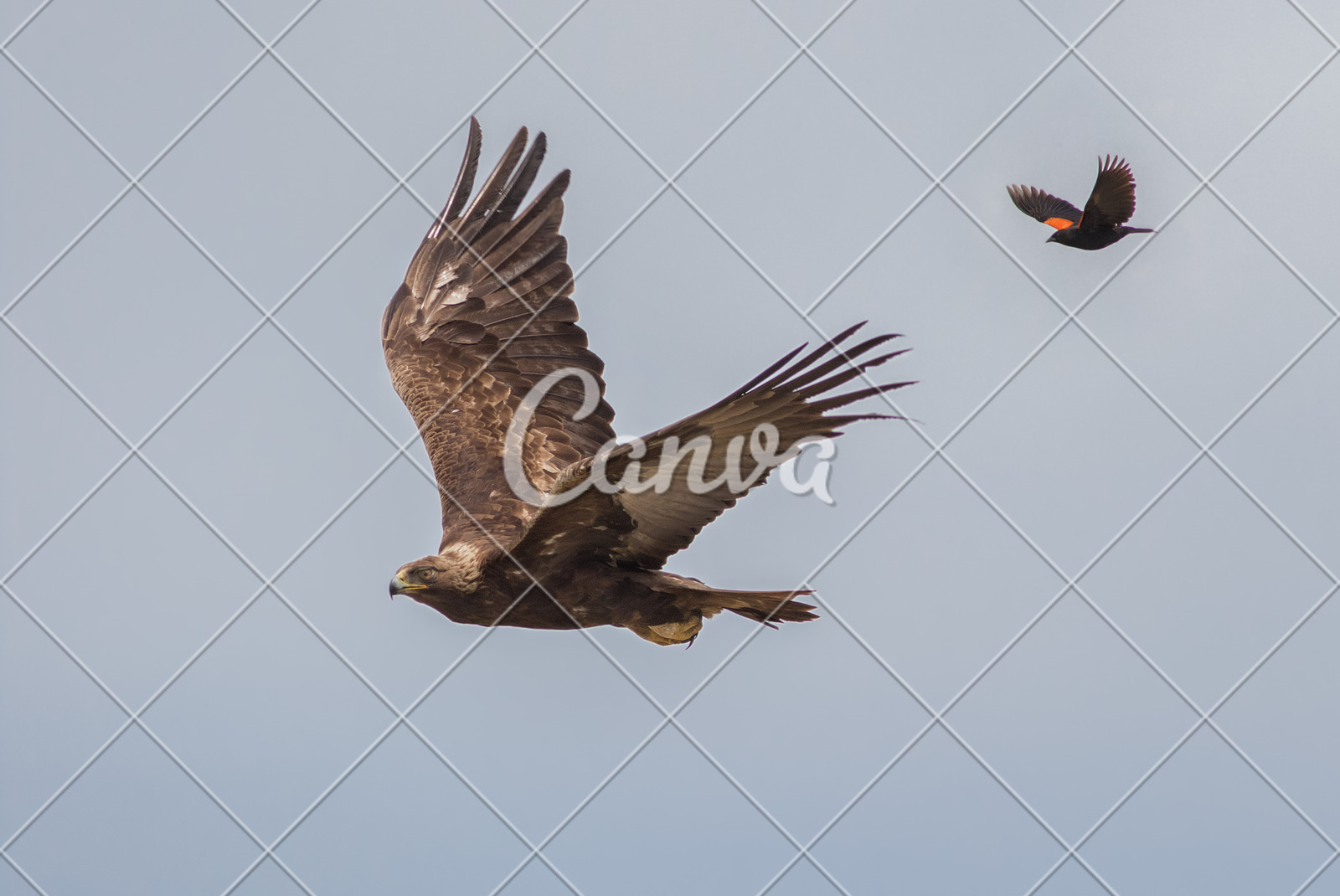 Golden Eagle Flying Photos By Canva