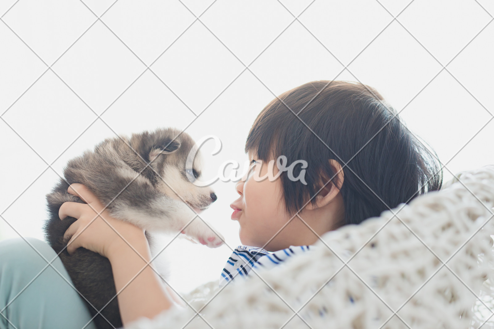 Droll Cute Pictures Of Siberian Husky Puppies