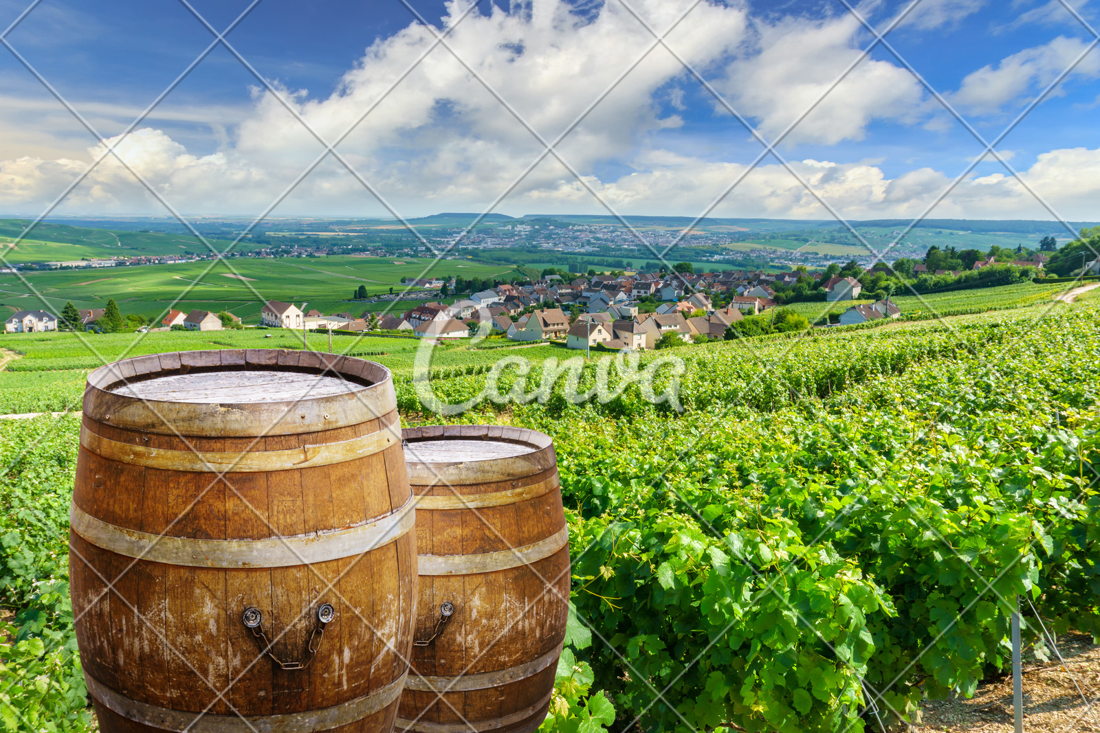 Champagne Vineyards With Old Wooden Barrel On Row Vine Green