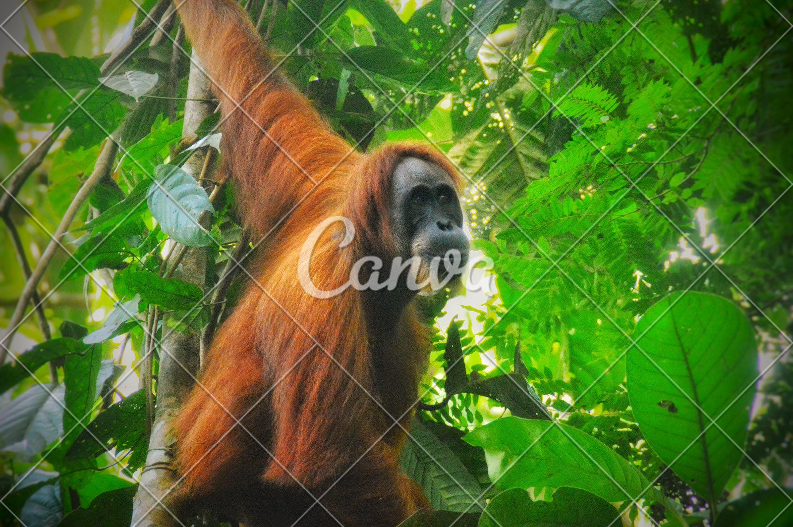 Sumatran Orangutan In Their Habitat Photos By Canva