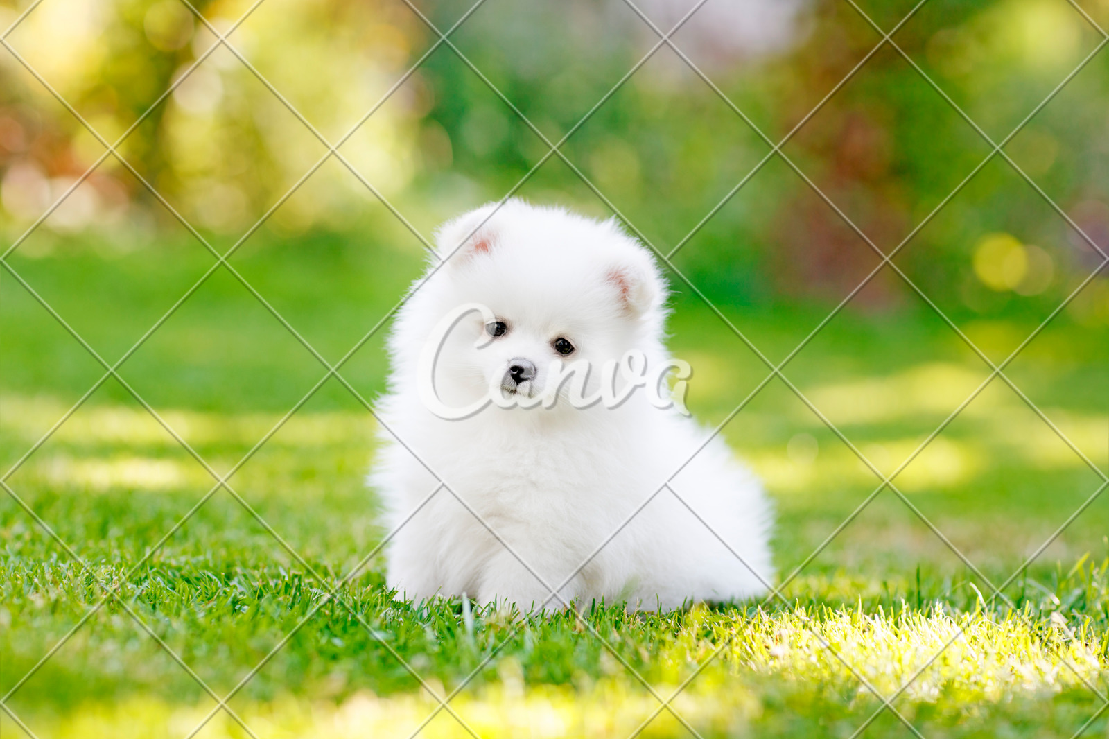 Cute Pomeranian White Puppy