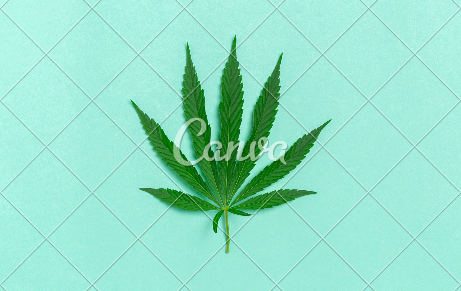 Cannabis Leaf Photos By Canva