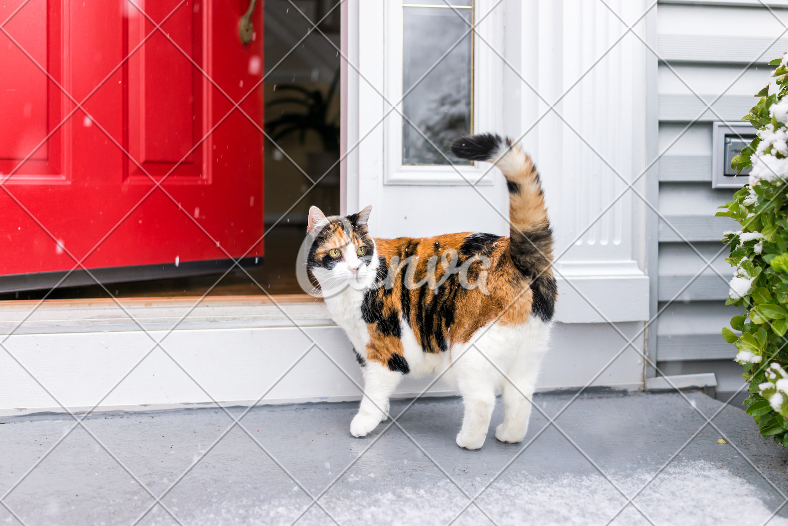 One Scared Confused Calico Cat Standing Outside In Winter By