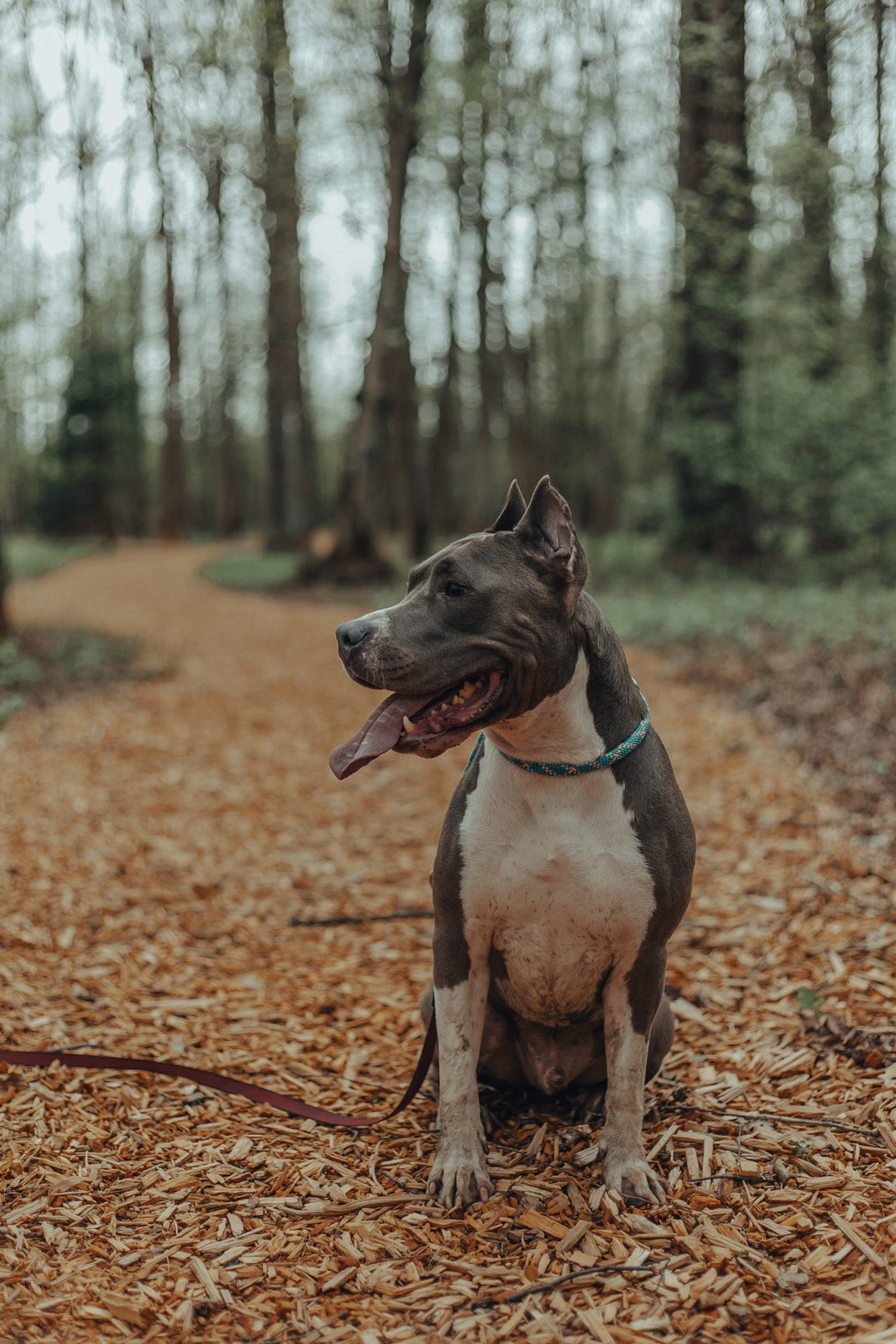 Leash Train Your Dog Outdoors -Hiking with Your Dog