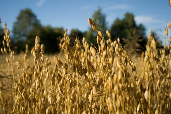 oat field - Photos by Canva