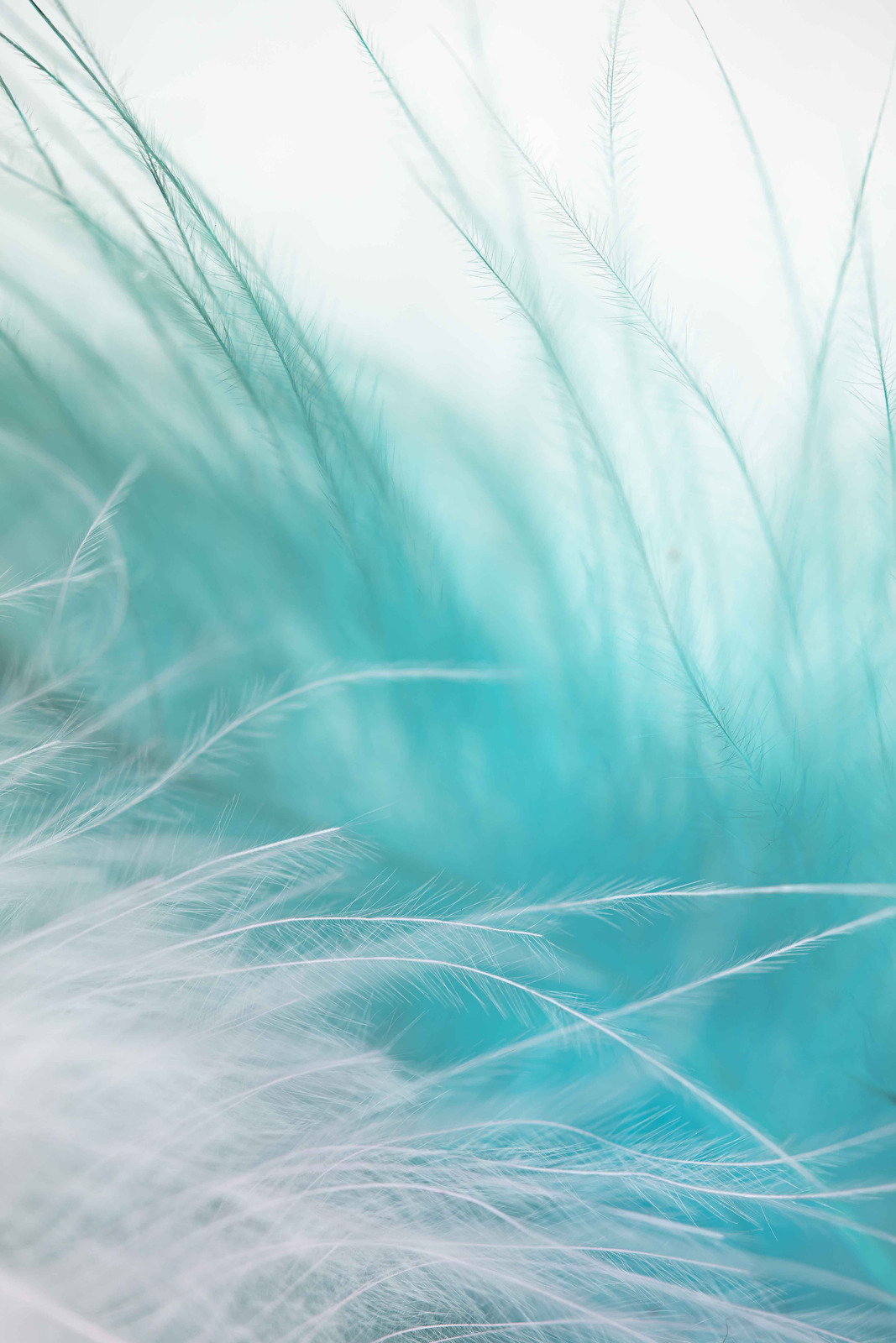 Feather in Close-up Photography - Photos by Canva