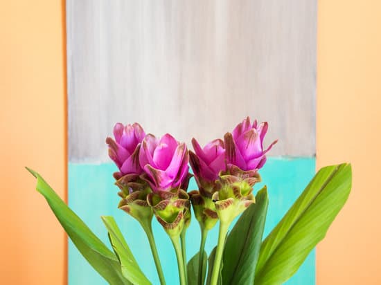 Purple Turmeric Flowers On Orange Background Photos By Canva