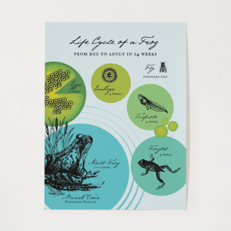 Blue and Green Life Cycle of a Frog Science Poster