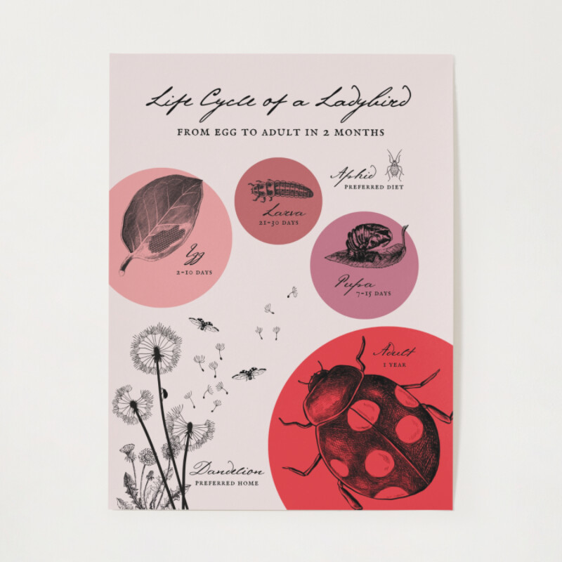 Red and Purple Natural Life Cycle of a Ladybird Science Poster