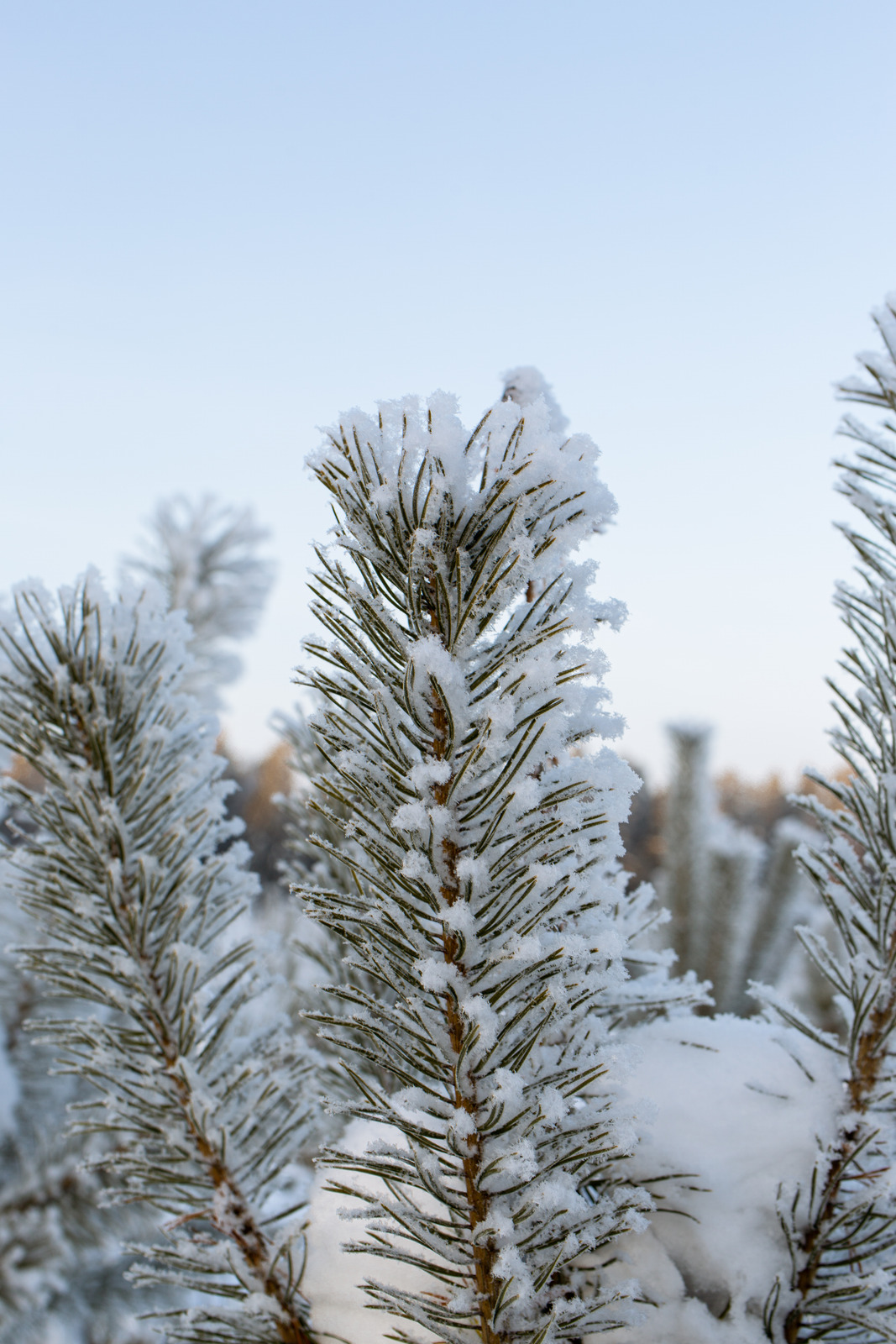 Snow Covered Pine Tree - Photos by Canva