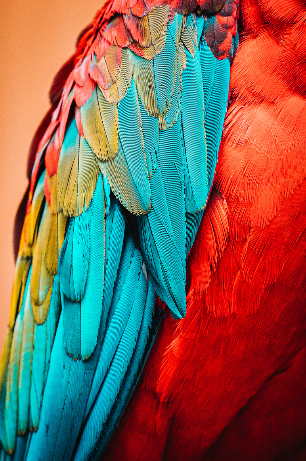 red-blue-and-yellow-feathers-photos-by-canva