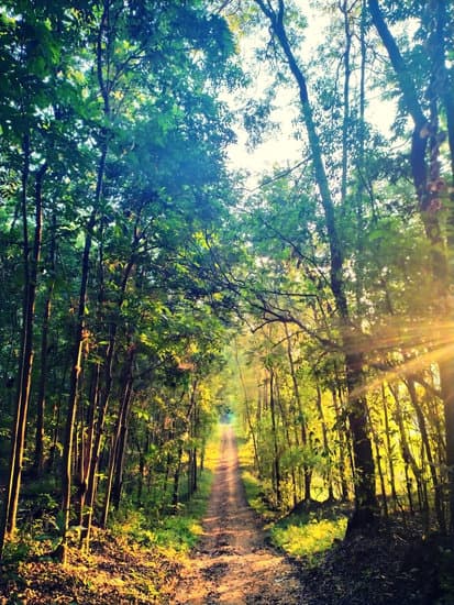 a path between lush forest trees - Photos by Canva